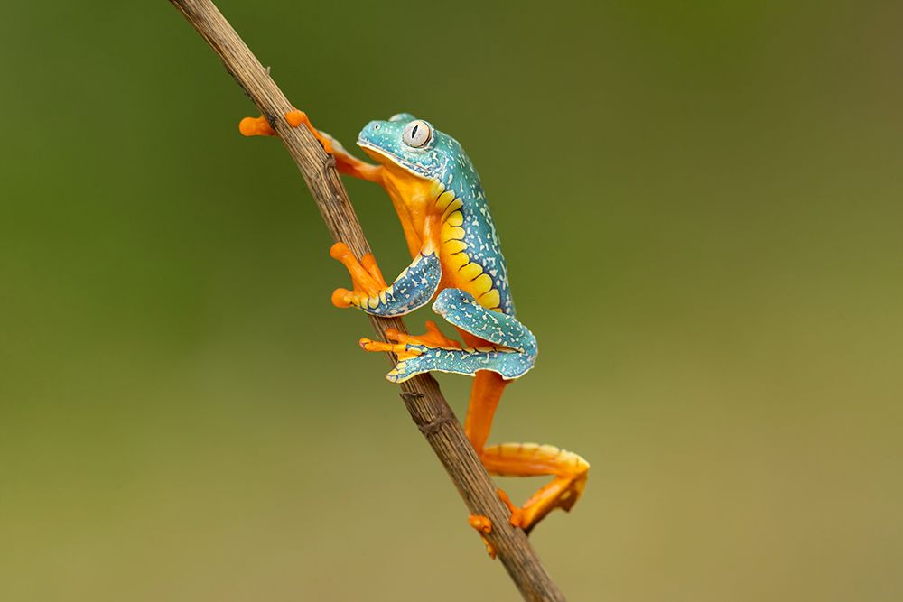 Fringed leaf frog art print by Milan Zygmunt for $57.95 CAD