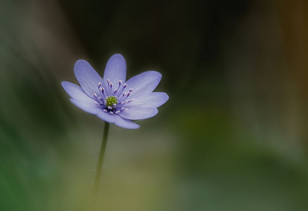 Windflower art print by Lotte Gronkjar for $57.95 CAD