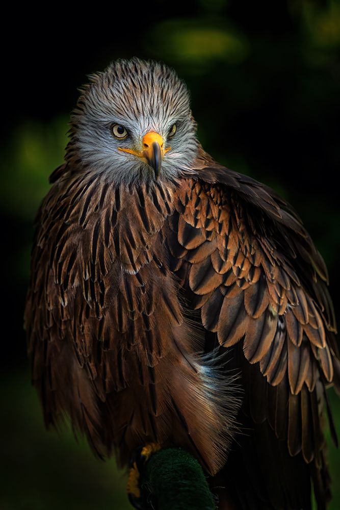 Watchful art print by Jose Parejo for $57.95 CAD