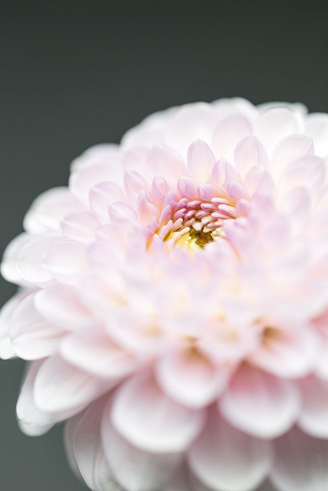 Pink Flower No1 art print by 1x Studio III for $57.95 CAD