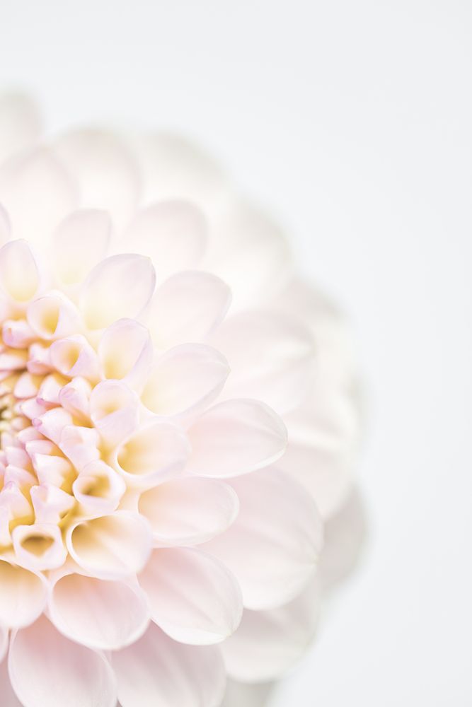 Pink Flower No2 art print by 1x Studio III for $57.95 CAD