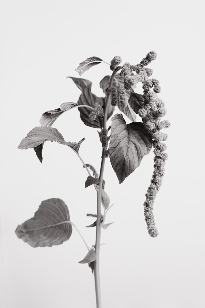 Grey Plant art print by 1x Studio III for $57.95 CAD