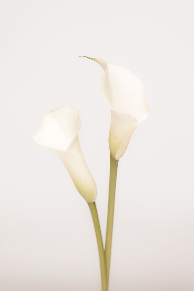 White Calla Lily No 1 art print by 1x Studio III for $57.95 CAD