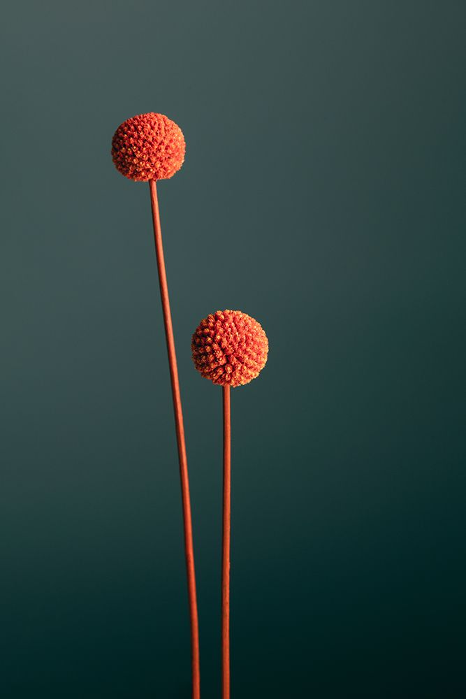 Orange Seed Capsules art print by 1x Studio III for $57.95 CAD