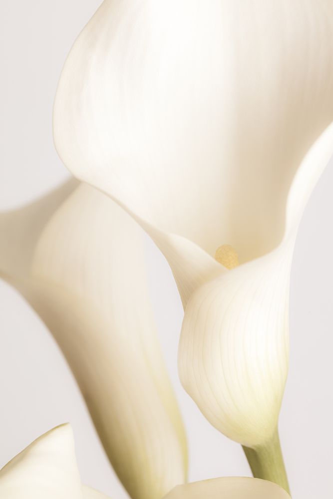 White Calla Lily No 2 art print by 1x Studio III for $57.95 CAD