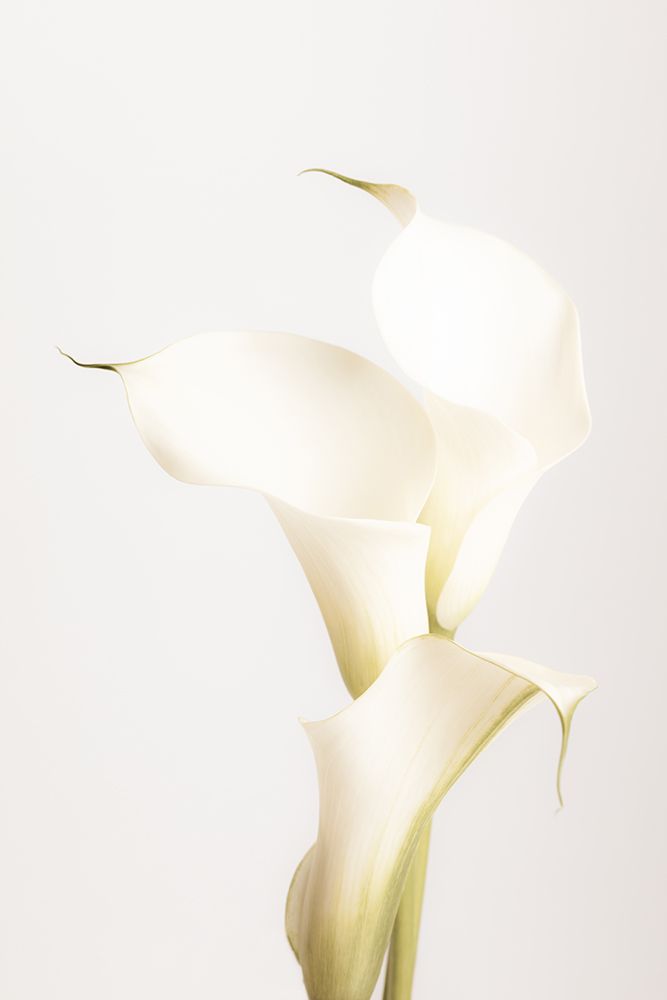 White Calla Lily No 3 art print by 1x Studio III for $57.95 CAD