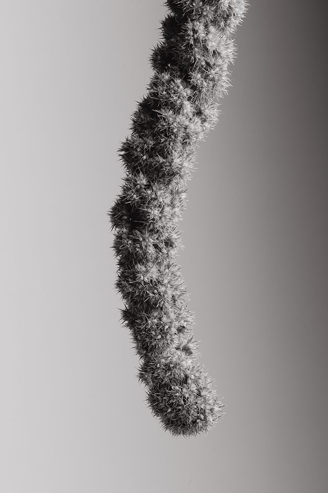 Seed Capsule Black and White art print by 1x Studio III for $57.95 CAD