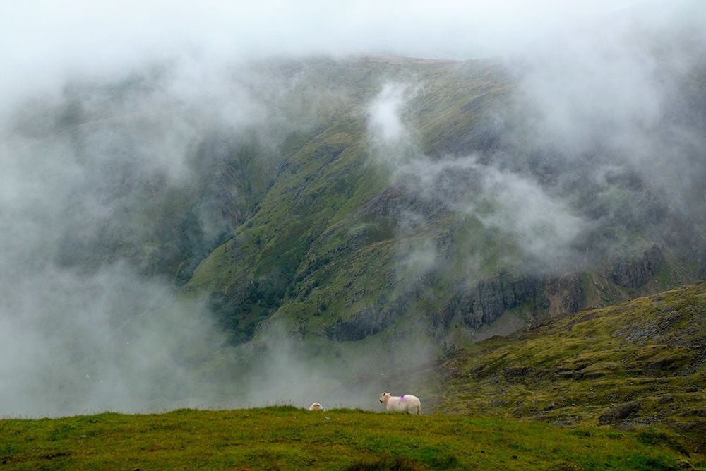 Sheep In The Clouds art print by Elizabeth Allen for $57.95 CAD