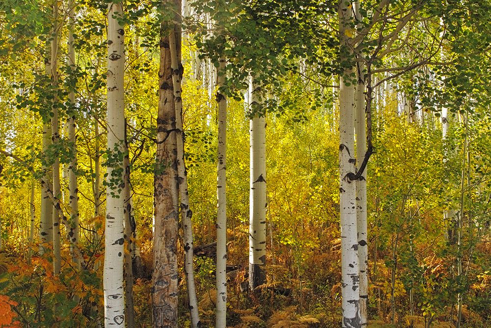 Fall Aspens art print by Larry J. Douglas for $57.95 CAD
