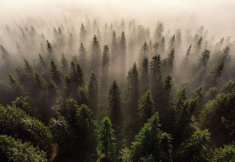 The Army Of Firs art print by Lazar Ioan Ovidiu for $57.95 CAD