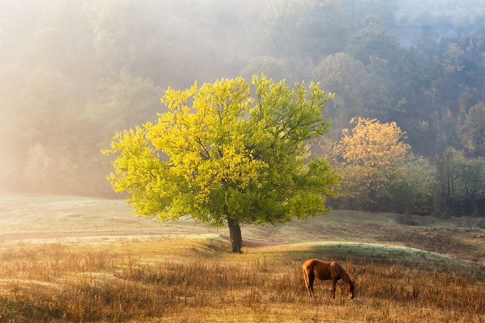 Tree Of Life art print by Sebastian Prioteasa for $57.95 CAD