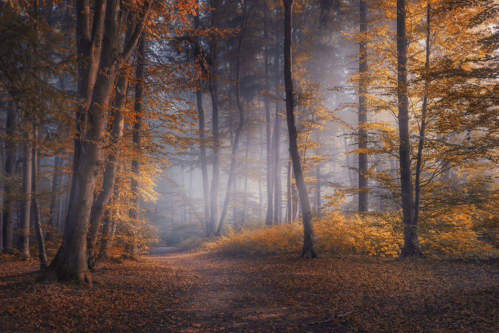 October Days art print by Norbert Maier for $57.95 CAD