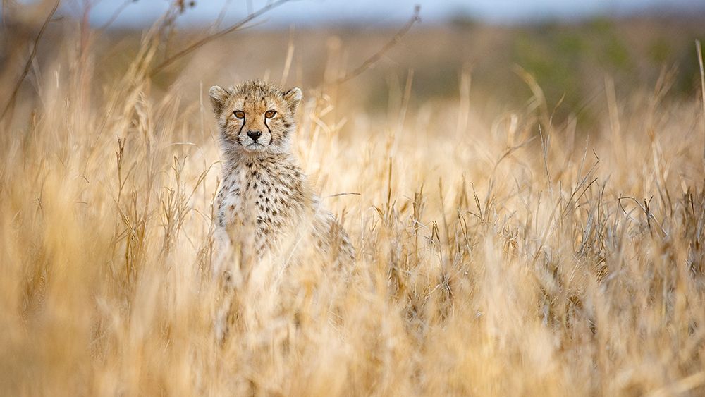 Young cheetah art print by Joan Gil Raga for $57.95 CAD