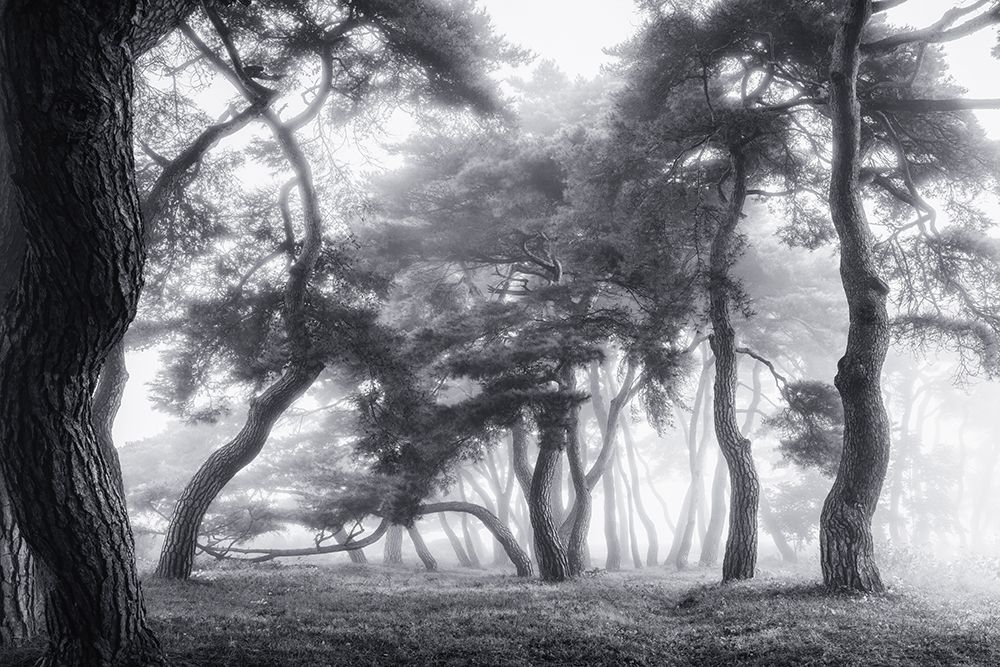 Dancing Trees art print by Tiger Seo for $57.95 CAD