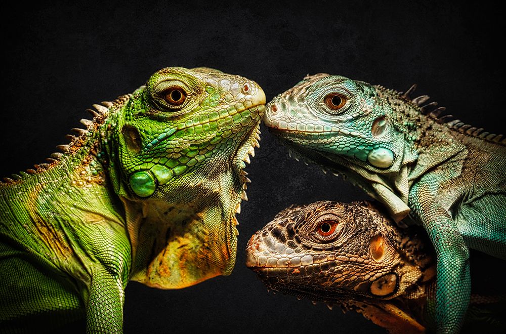 The Dragon Family art print by Anchor Lee for $57.95 CAD