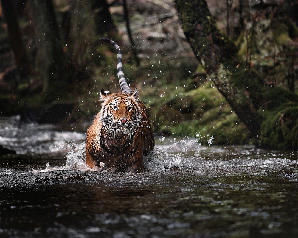 Big cat in creek art print by Michaela Firesova for $57.95 CAD