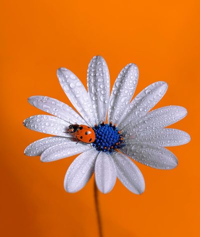 Ladybug by Boutaiba Naoui