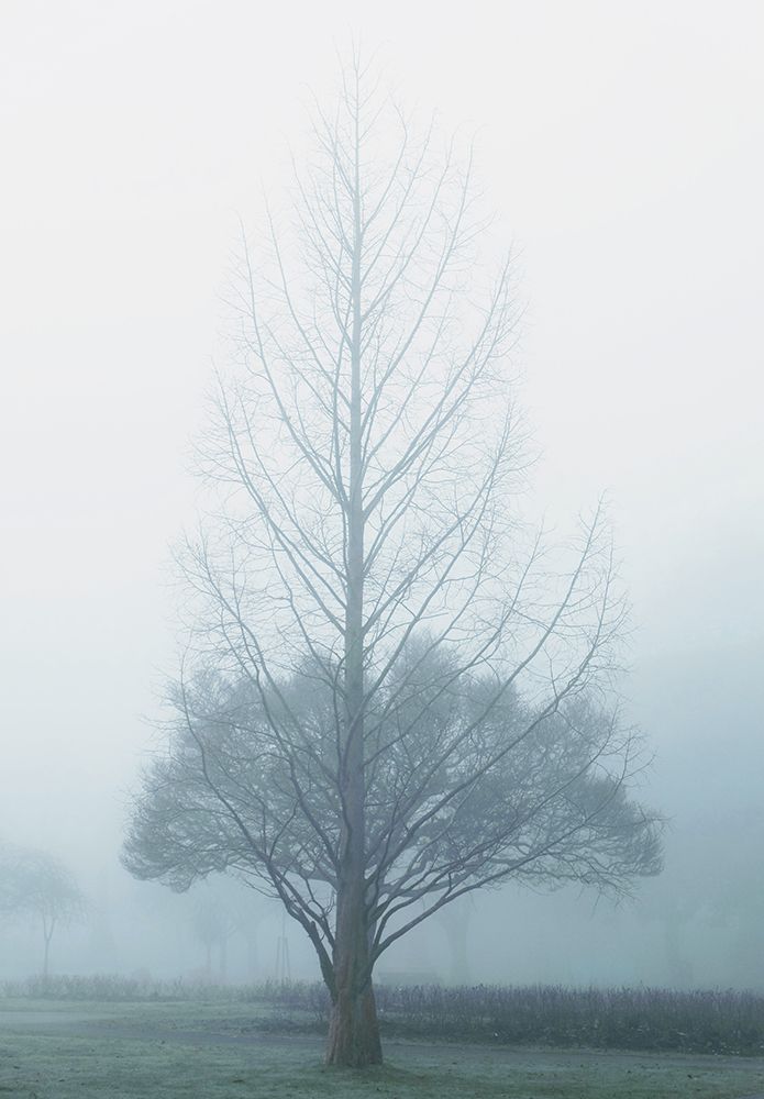 Two Trees art print by Elizabeth Allen for $57.95 CAD