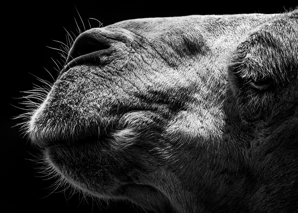 Camel art print by Sultan for $57.95 CAD
