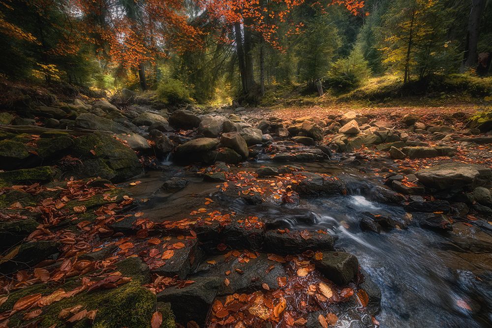Autumn art print by Haim Rosenfeld for $57.95 CAD