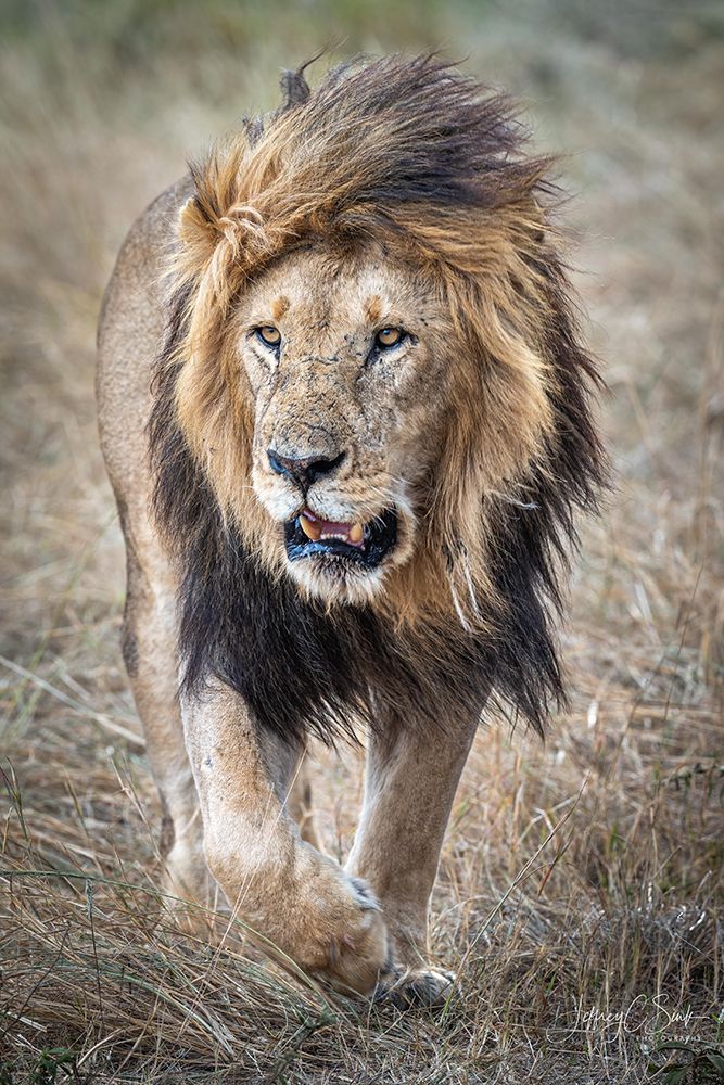 His majesty....on a rainy day. art print by Jeffrey C. Sink for $57.95 CAD