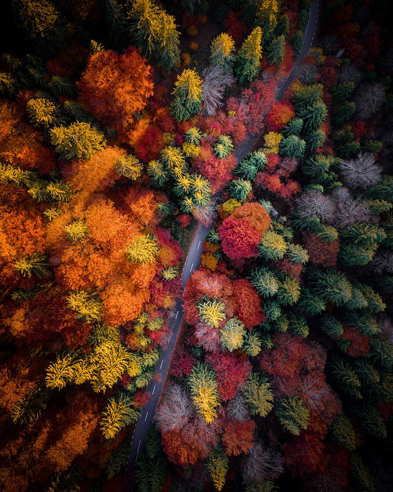 Fall stories art print by Razvan for $57.95 CAD
