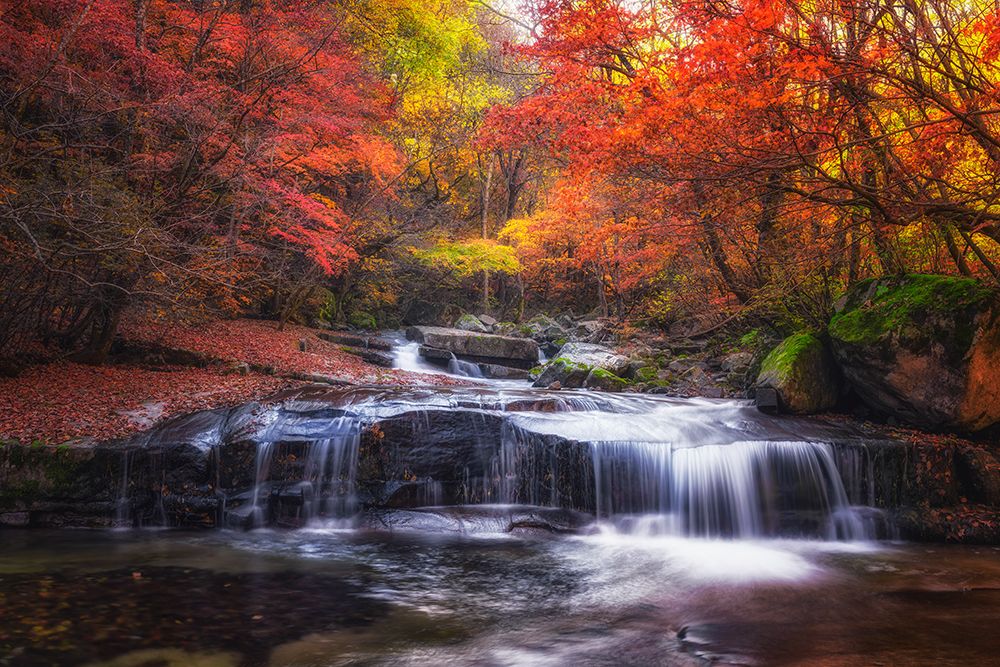 Autumn Fall art print by Tiger Seo for $57.95 CAD