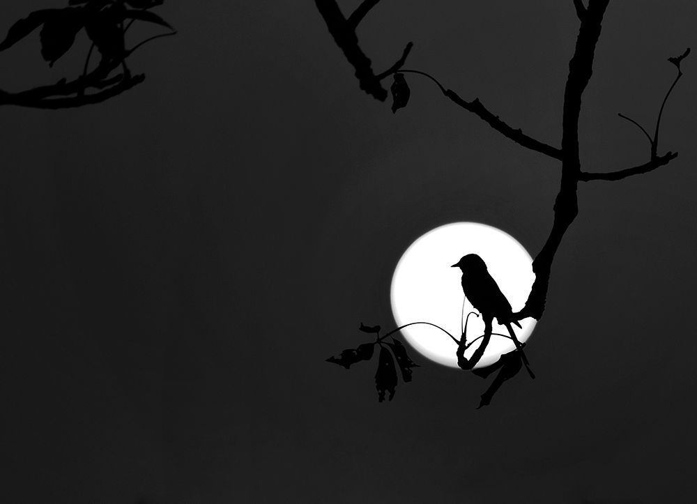 Nightingale of my dreams art print by Asamanj Maiti for $57.95 CAD
