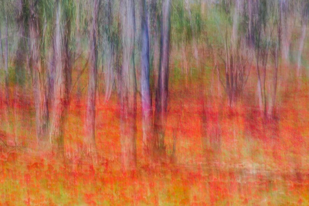 Anemones in the forest art print by Joshua Raif for $57.95 CAD