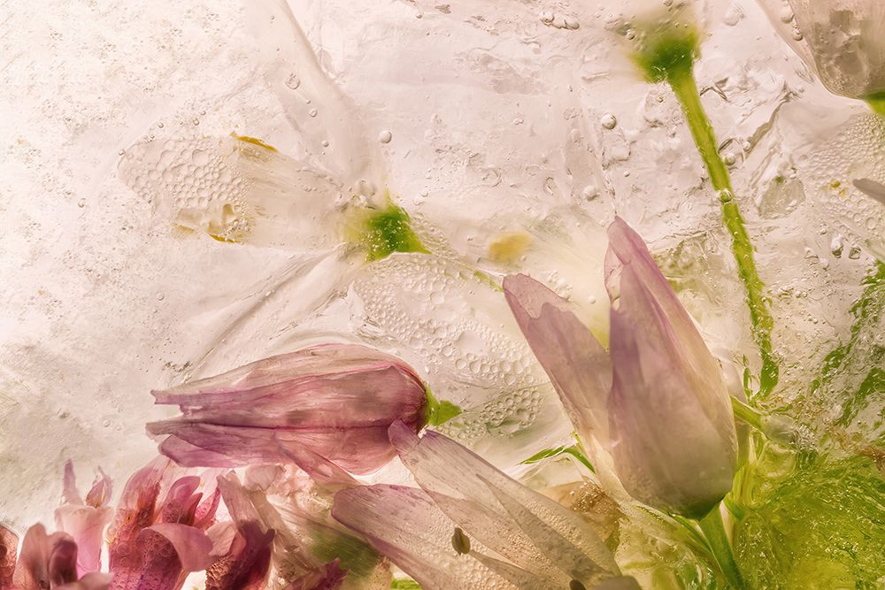 Glacial Rose art print by Giuseppe Satriani for $57.95 CAD