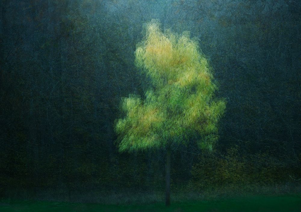 Yellowing art print by Katarina Holmstrom for $57.95 CAD