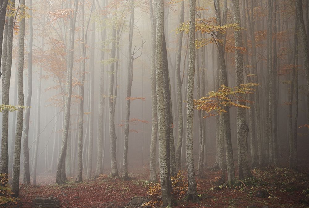 Autumn art print by Aglioni Simone for $57.95 CAD