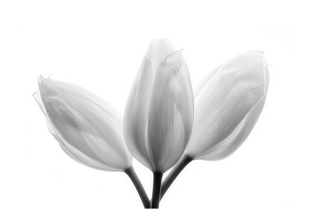 Trinity art print by Peter Davidson for $57.95 CAD