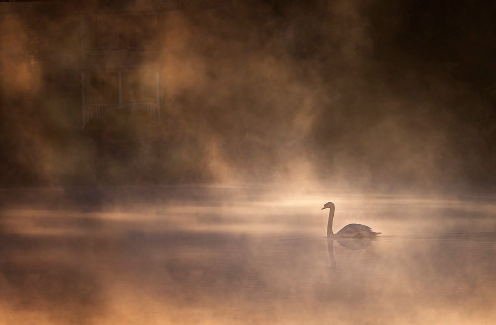 Foggy morning art print by John-Mei Zhong for $57.95 CAD