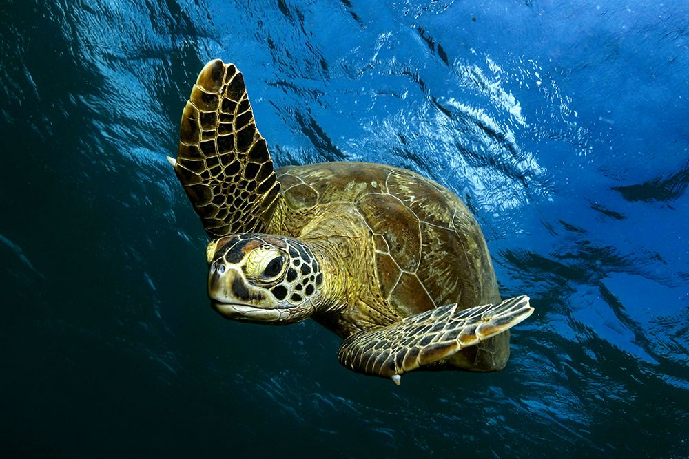 Into the blue by Serge Melesan