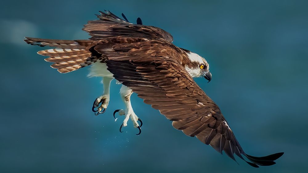 Osprey In Action art print by Hanping Xiao for $57.95 CAD