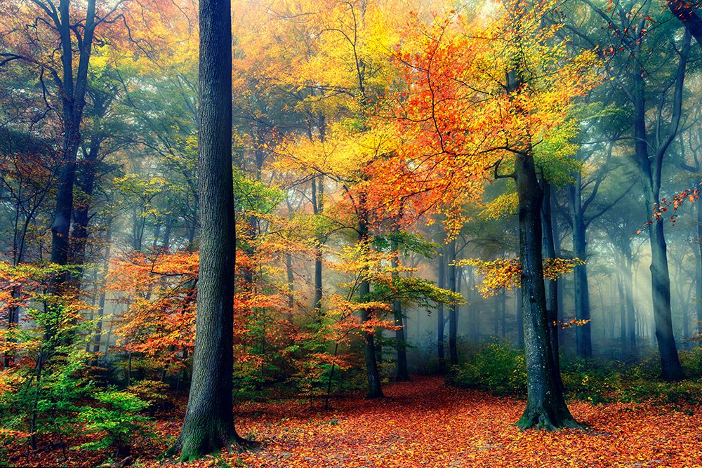 Autumn art print by Fabrizio Massetti for $57.95 CAD