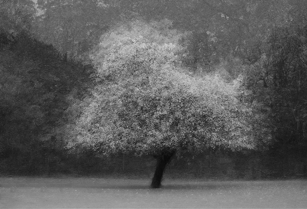 Tree Magic art print by Katarina Holmstrom for $57.95 CAD
