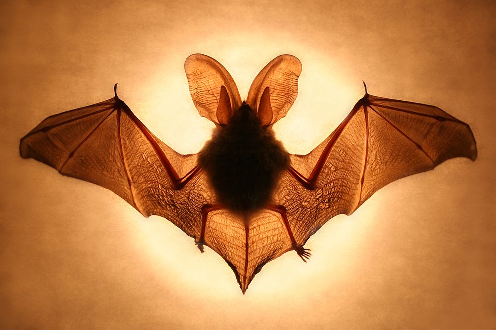 Bat art print by Jimmy Hoffman for $57.95 CAD