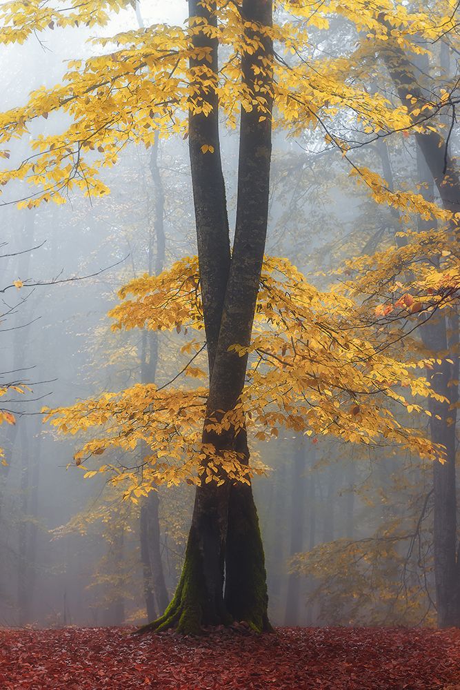Loving trees art print by Shahram Hafezi for $57.95 CAD
