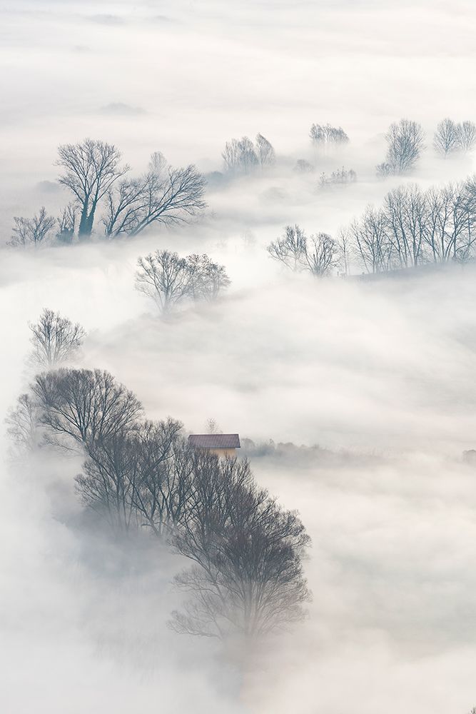 Trees In The Fog art print by Marco Galimberti for $57.95 CAD