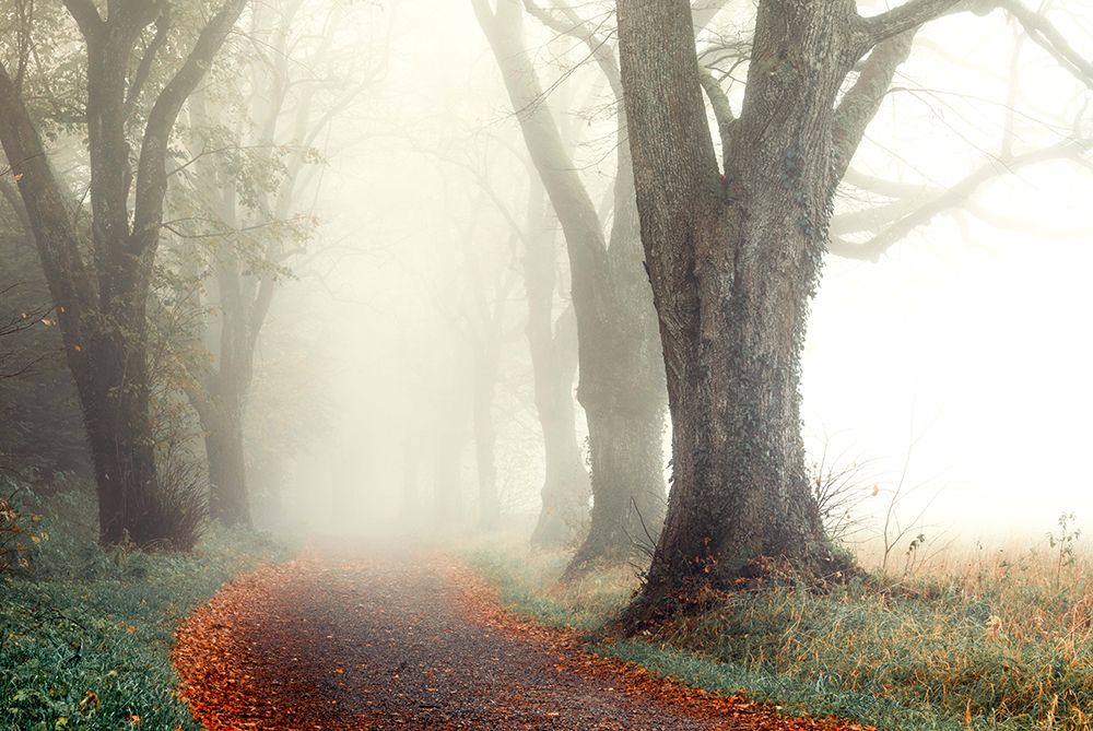 Misty Alley art print by Ulrike Eisenmann for $57.95 CAD