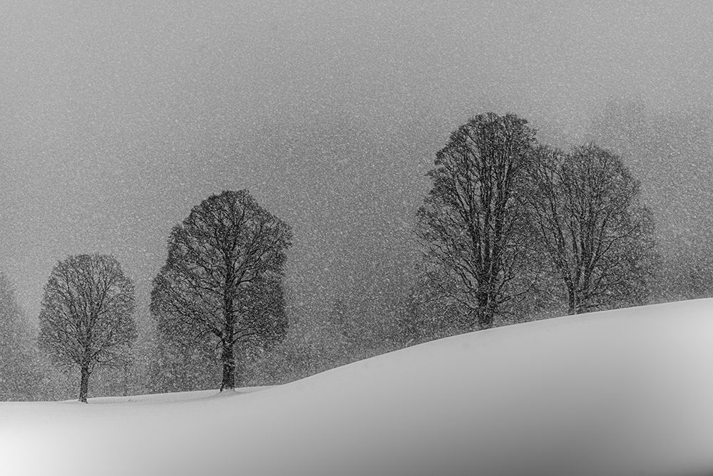 Snow White art print by Andy Dauer for $57.95 CAD