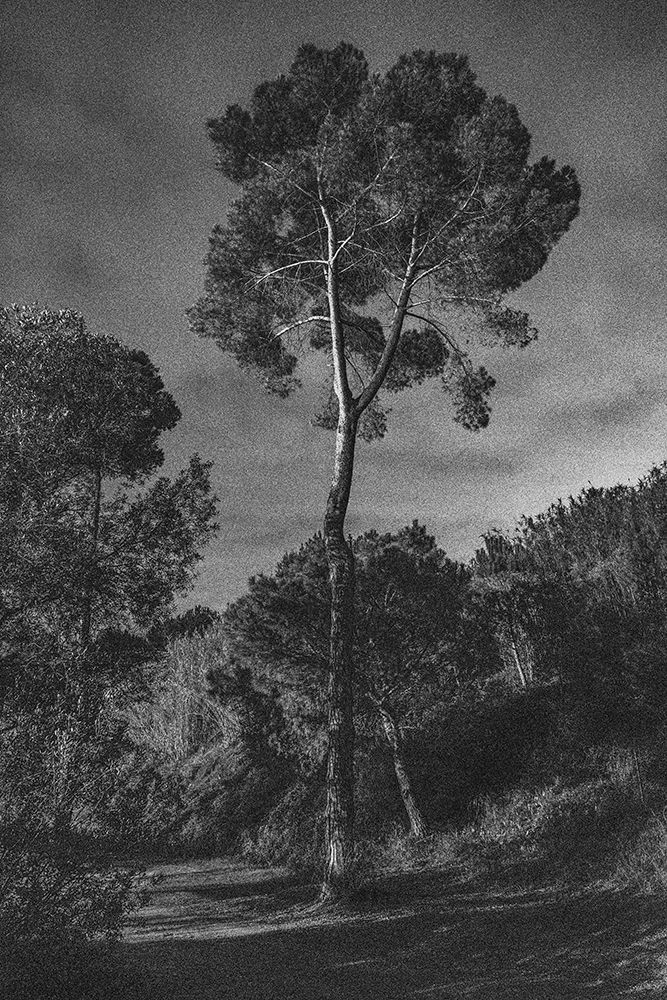 Arbores art print by Pepa Aston for $57.95 CAD