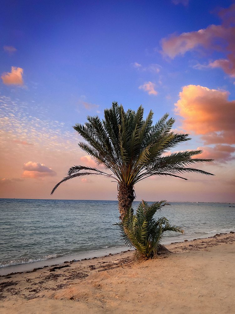 Palm Beach art print by Saleem G Alfidi for $57.95 CAD