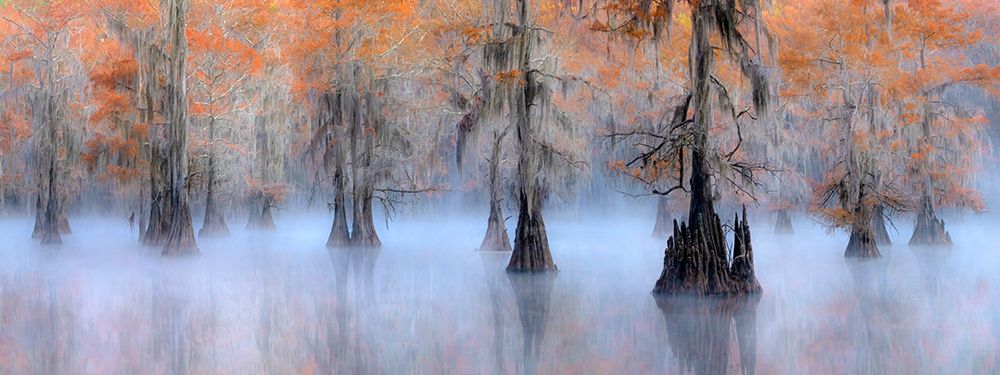 Caddo Lake art print by Hua Zhu for $57.95 CAD