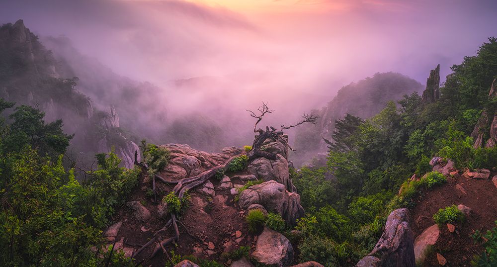 New Life art print by Tiger Seo for $57.95 CAD