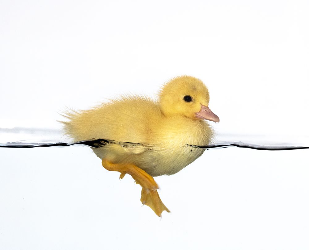 Patito amarillo art print by Isarpl for $57.95 CAD
