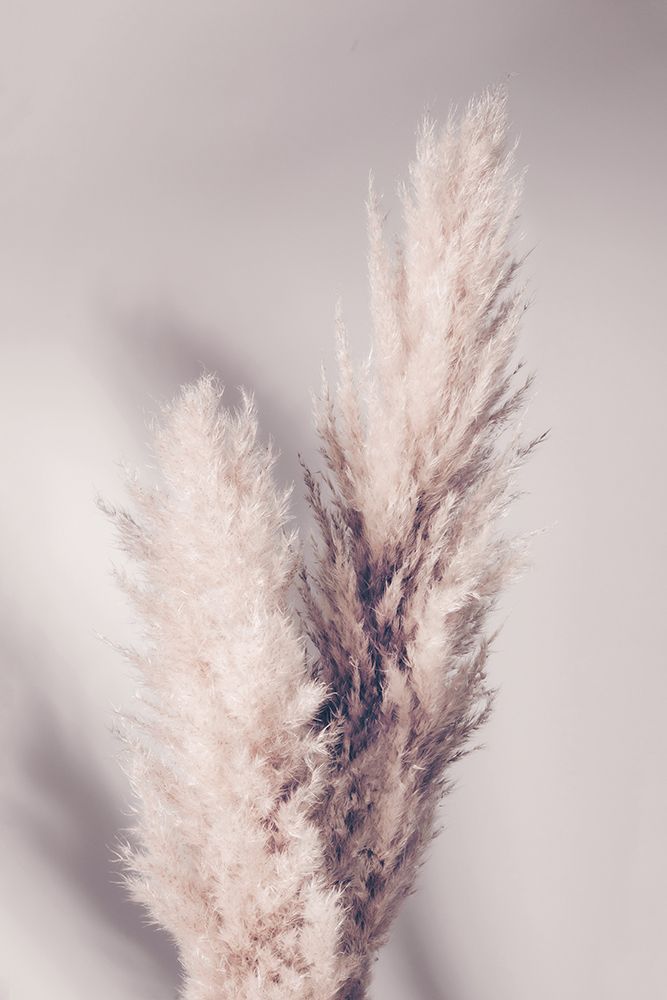 Pampas Grass art print by 1x Studio III for $57.95 CAD