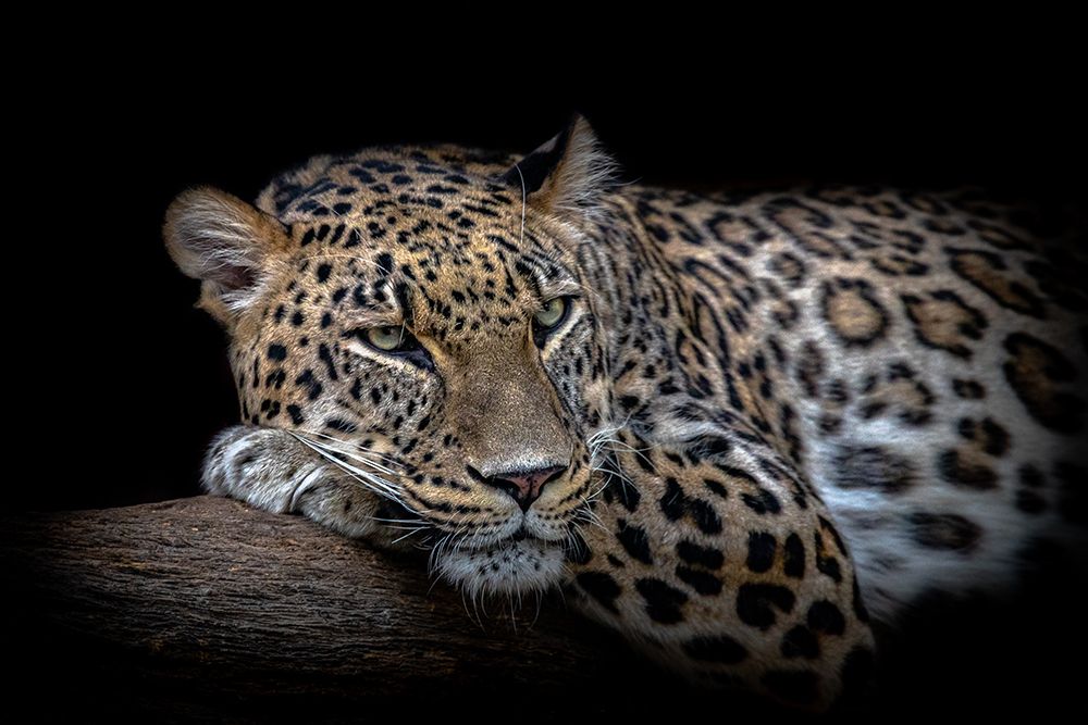 Leopard Resting art print by Nauzet Baez Photography for $57.95 CAD
